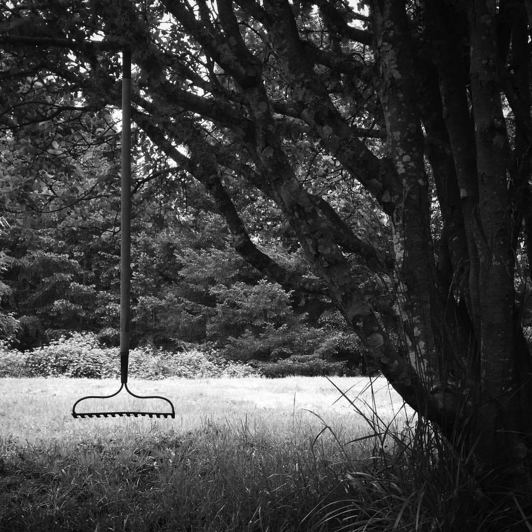 2017 05 18 - 138 of 365 . rake, willow tree
