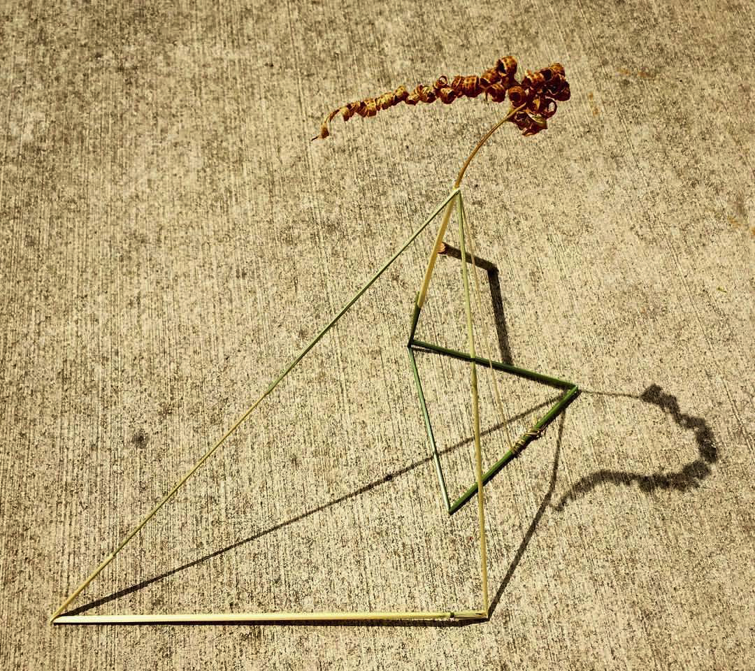 2017 06 07 - 158 of 365 . grass stems, sword fern, stick & shadow