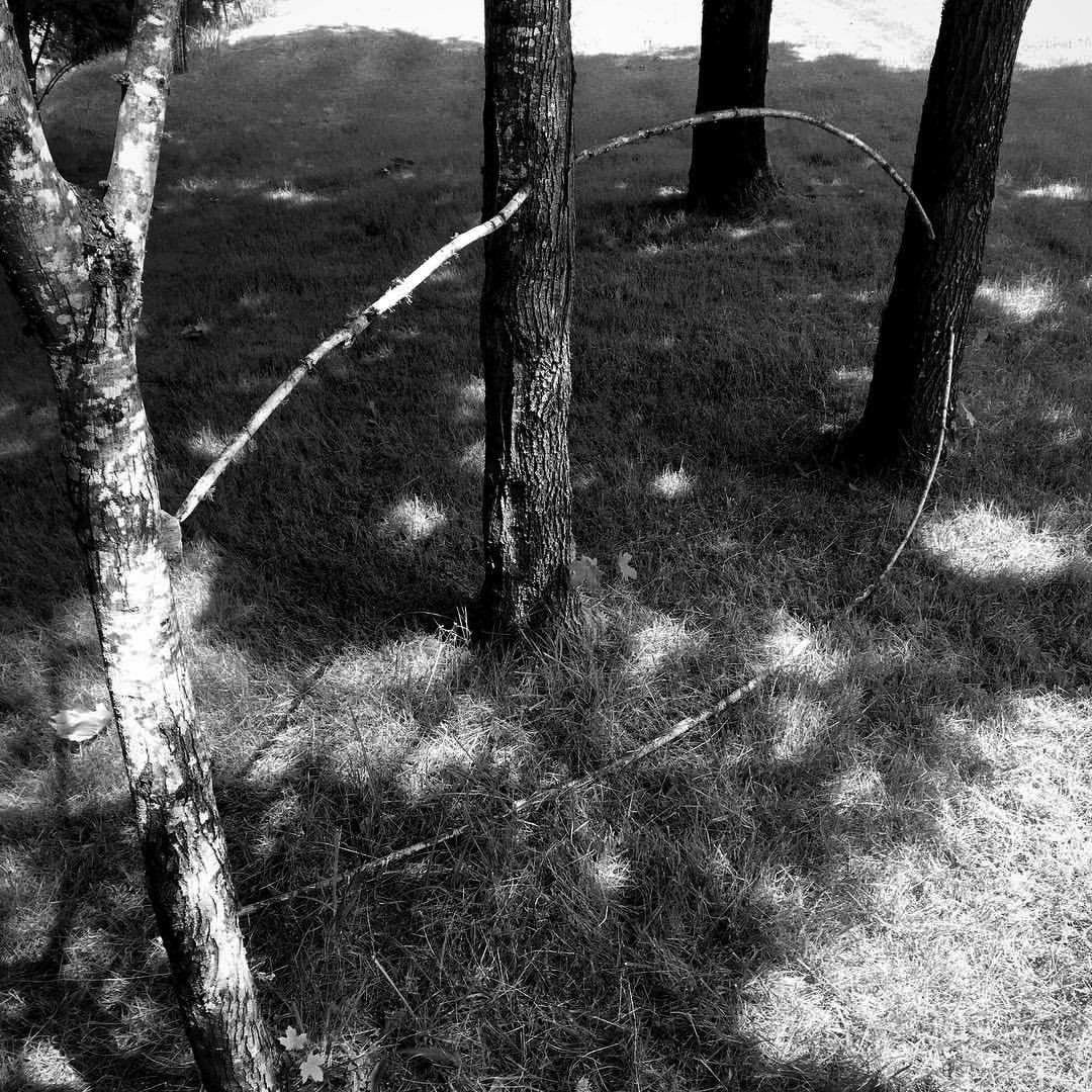 2017 06 10 - 161 of 365 . five sticks, maple trees (loop)