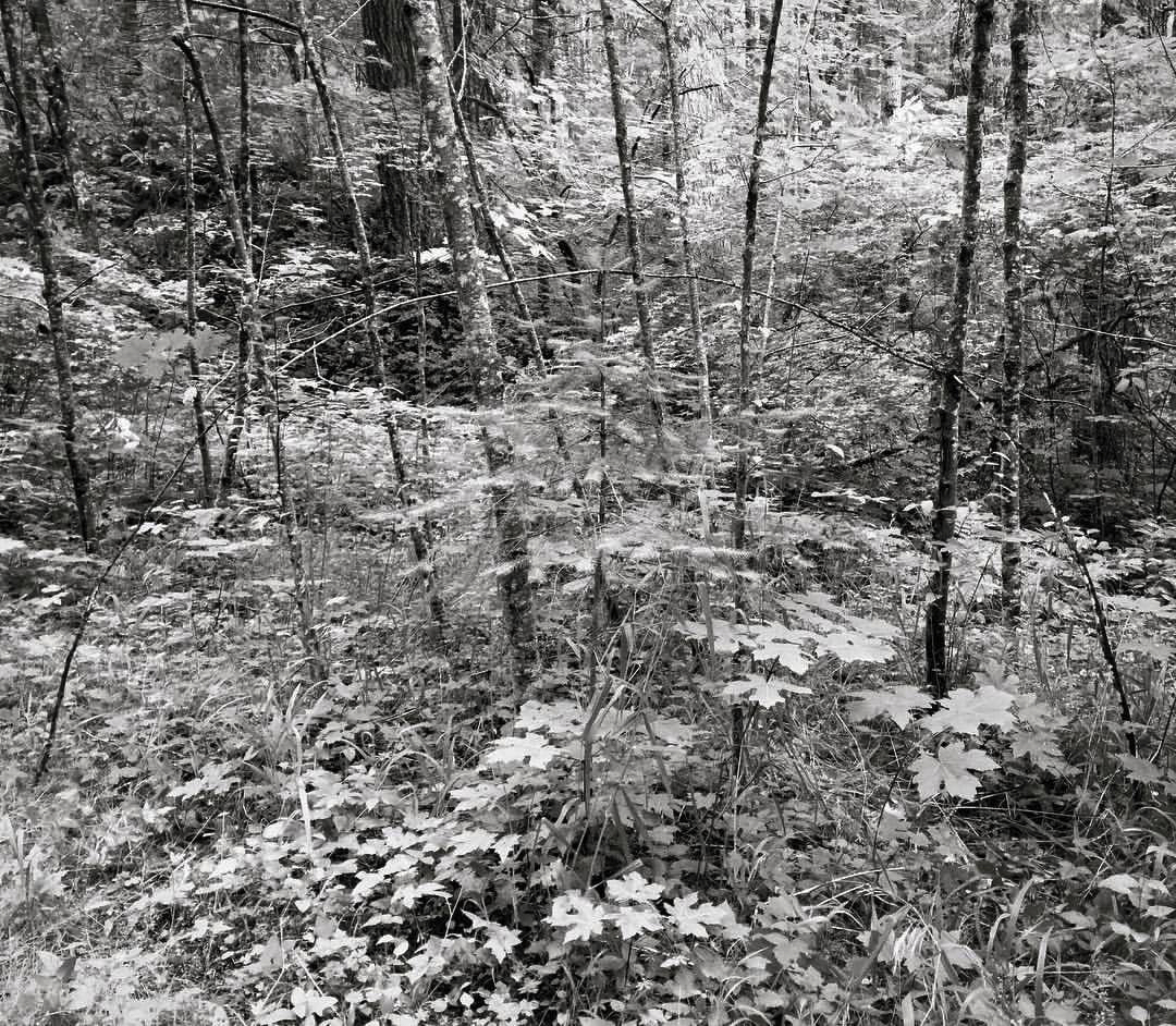2017 06 17 - 168 of 365 . arc (four sticks between trees)