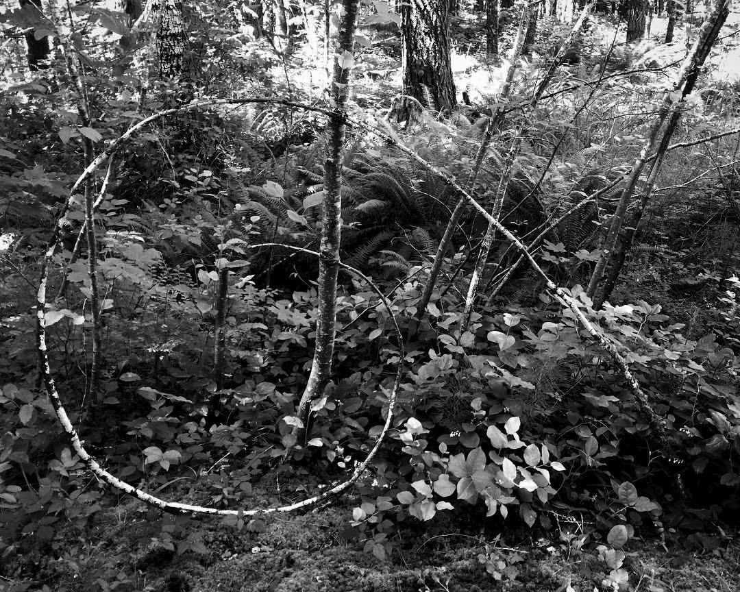 2017 06 21 - 172 of 365 . spiral (five sticks)