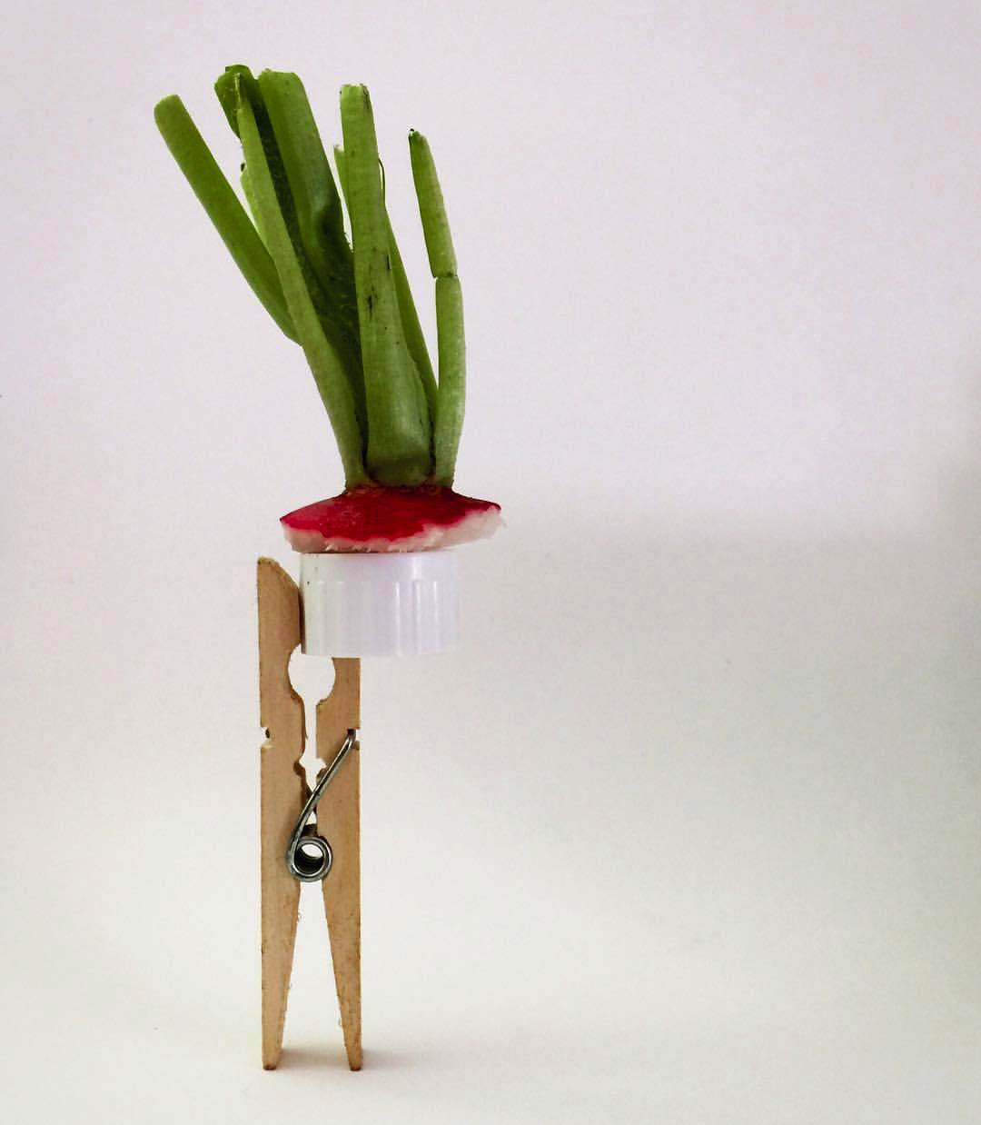 2017 06 24 - 175 of 365 . clothespin, cap, radish top
