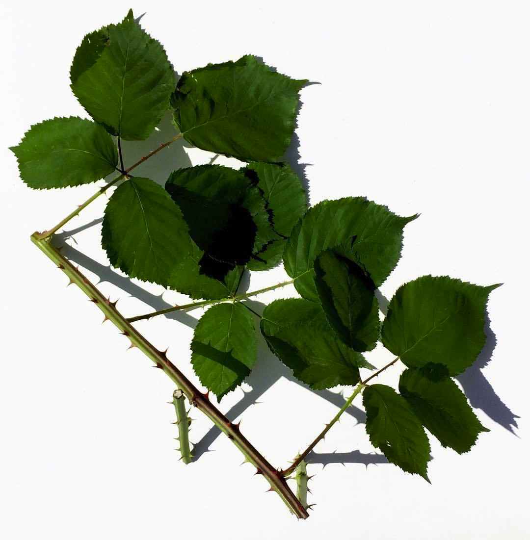 2017 07 23 - 204 of 365 . blackberry vine, shadow