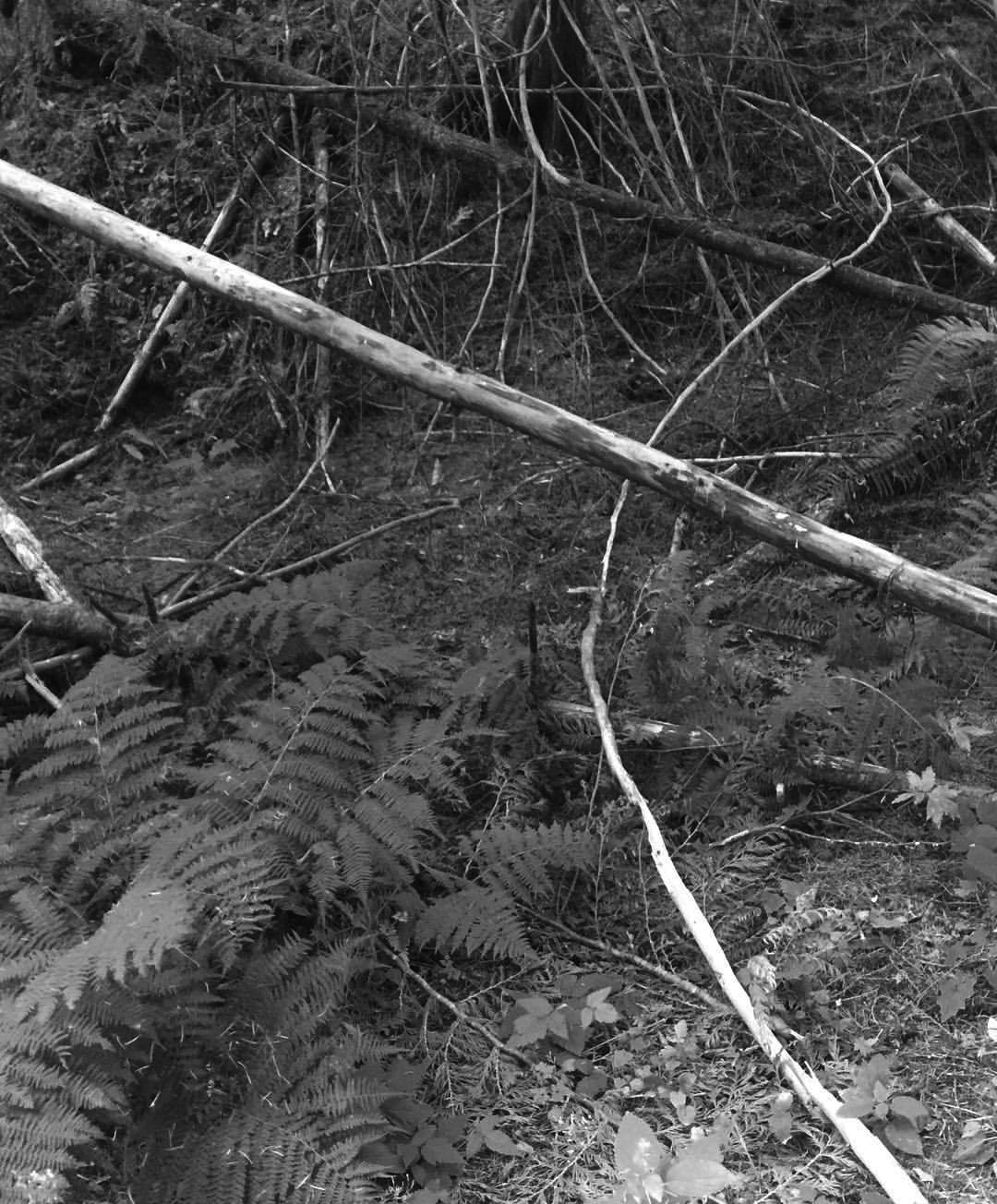 2017 08 19 - 231 of 365 . sticks (line in the trees)