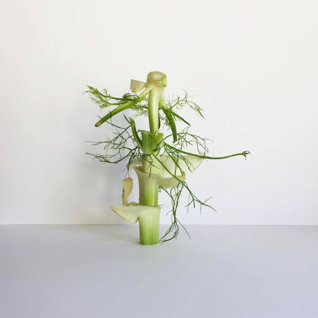 2017 08 22 - 234 of 365 . fennel offcuts