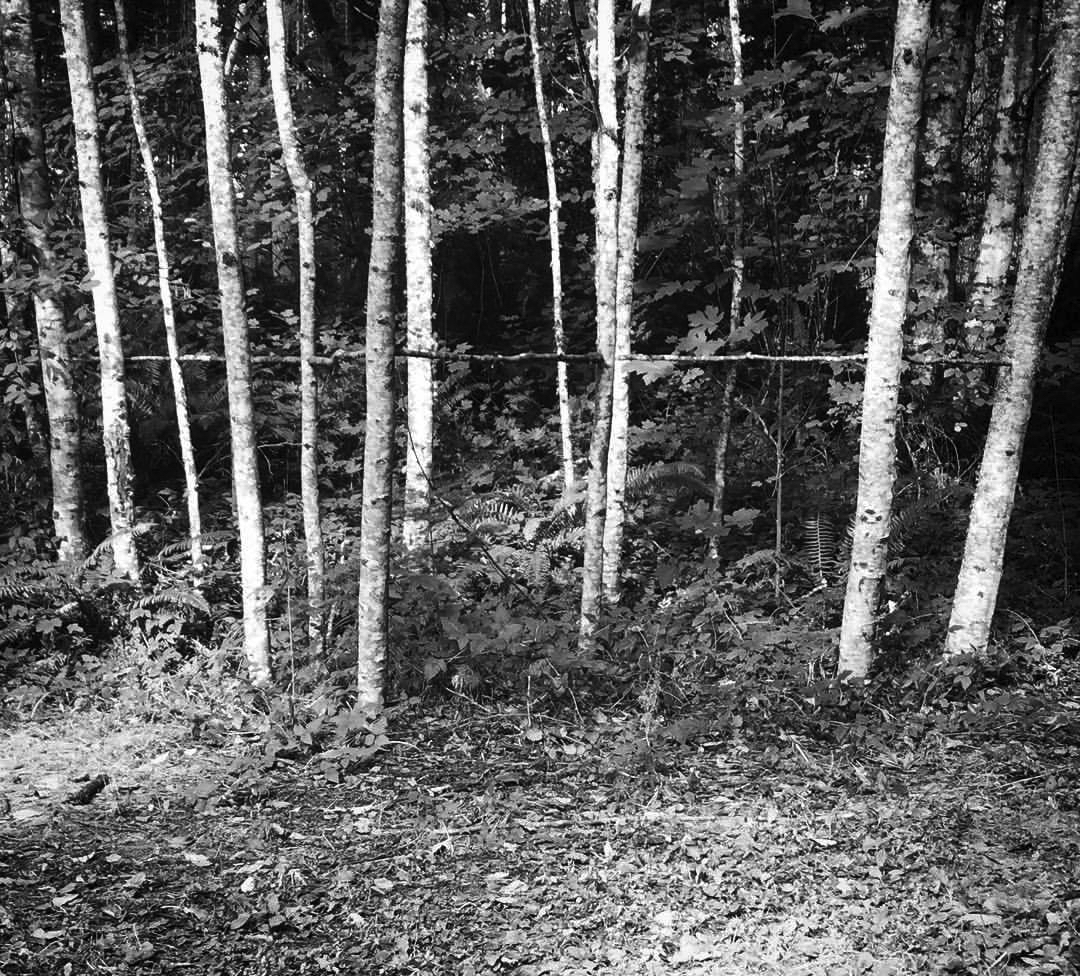 2017 09 23 - 266 of 365 . six sticks (line through the trees)