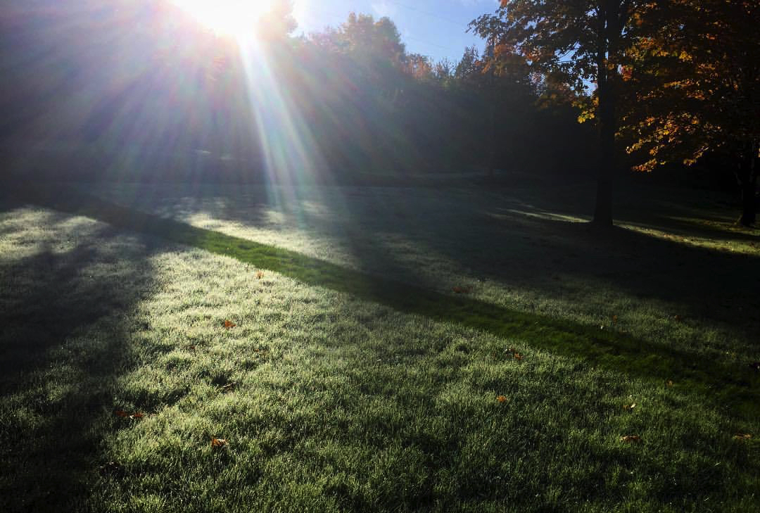 2017 10 25 - 298 of 365 . raked stripe (morning dew)