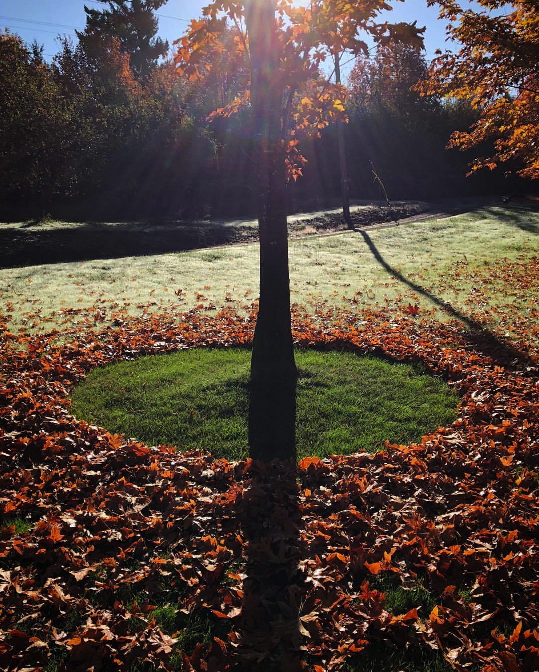2017 10 30 - 303 of 365 . leafless circle